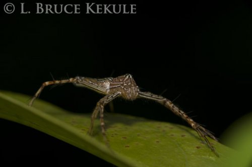 Jumping spider in Khao Ang Rue Nai