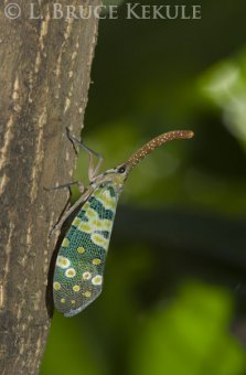 Lantern bug in Chiang Mai