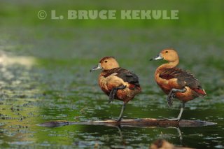 Lessor-whistling-ducks