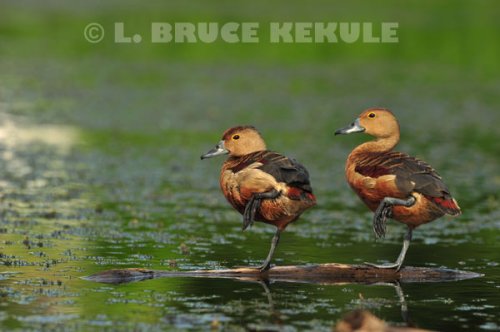 Lessor-whistling-ducks