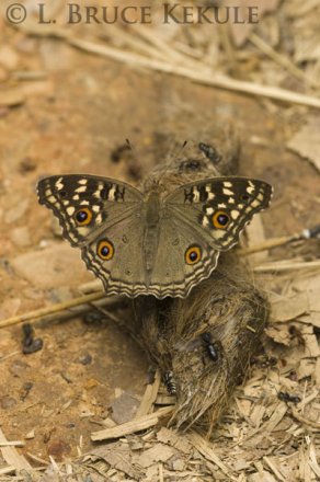 Pansi butterfly on tiger scat