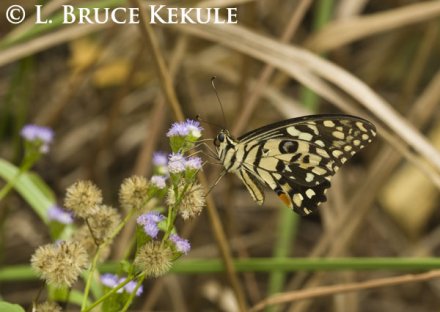Butterfly in Thap Lan
