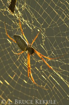 Orb spider in Cambodia