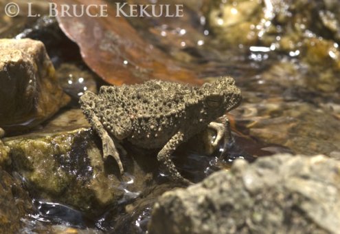 Horny amphibian in Kaeng Krachan