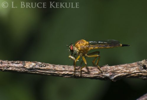 Robber fly with prey in Tak