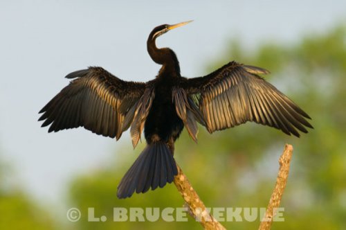 Oriental-darter
