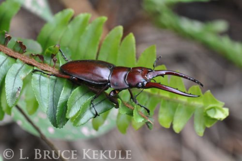 Stag beetle in Doi Inthanon