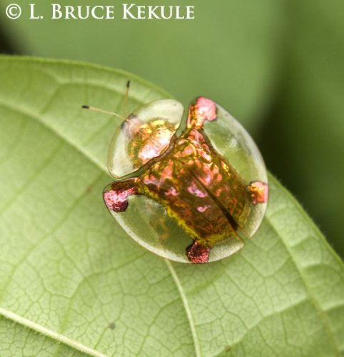 tortoise-beetle