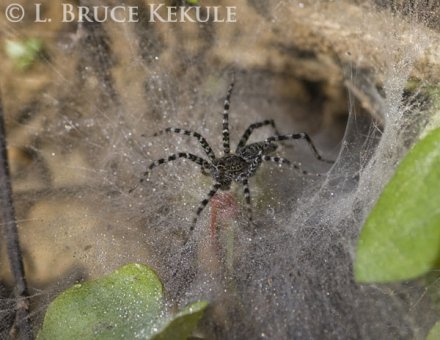 Tunnel-web spider in Khao Ang Rue Nai