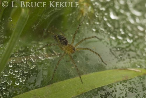 Tunnel-web spider in Sai Yok
