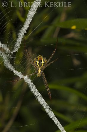 Wasp spider in Thung Yai