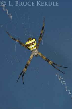 Wasp spider in Chiang Mai