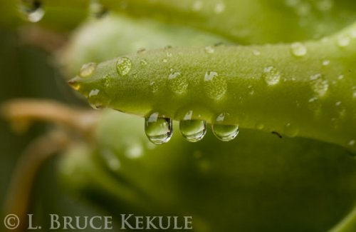 waterdrops