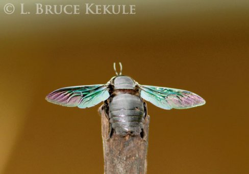 Carpenter bee in Sai Yok