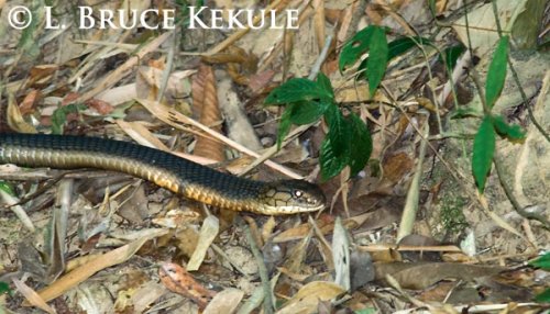 King cobra by the Phetchaburi River