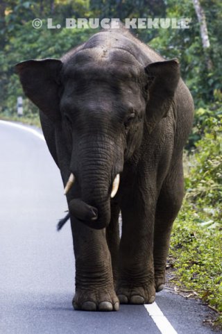 Bull Elephant on the road