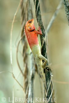 changeable-lizard_0