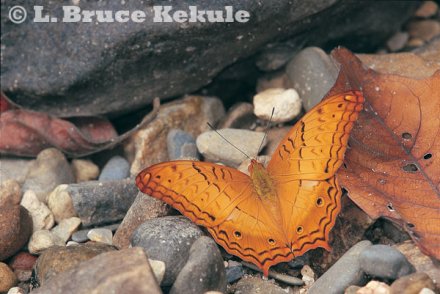 Cruiser butterfly in Sai Yok