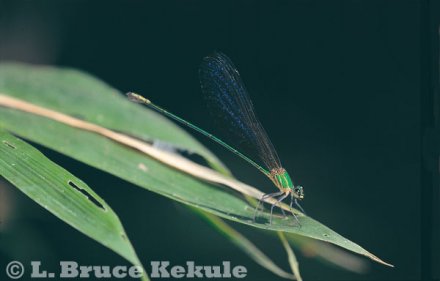 Damselfly in Salak Phra