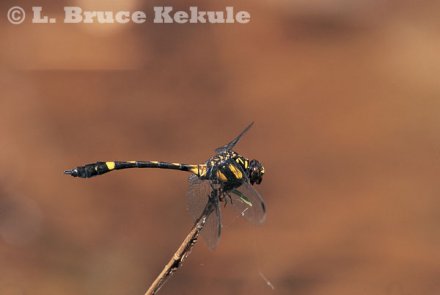 Dragonfly in Thung Yai