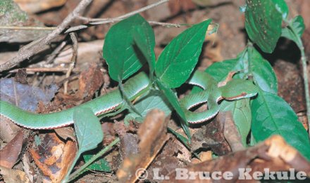Green-bellied pit viper in Kaeng Krachan