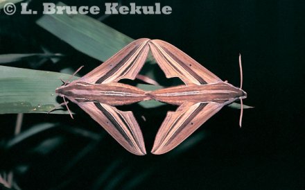 Hawk moths mating in Huai Kha Khaeng
