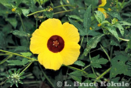 Wild hibiscus flower in Huai Kha Khaeng