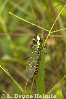 bombay-locust