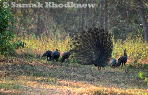 Green peafowl juvenile in Huai Hong Krai
