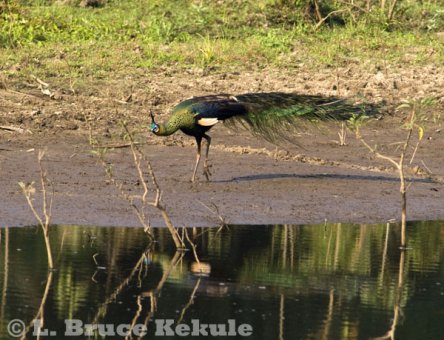 Green peafowl male in Huai Kha Khaeng