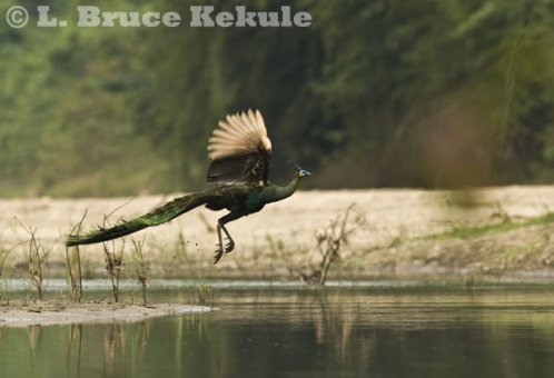 Green peafowl male flying in Huai Kha Khaeng