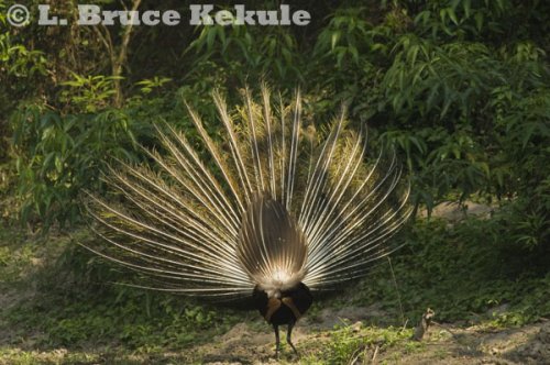 Green peafowl male display in Huai Kha Khaeng