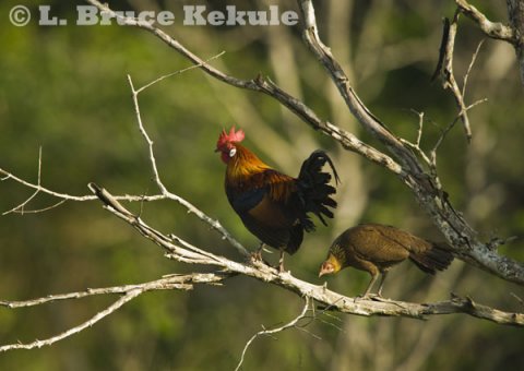 Red jungle fowl in Khao Ang Rue Nai