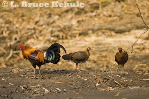 Red jungle fowl in Huai Kha Khaeng