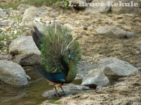 Green peafowl juvenile in Huai Kha Khaeng