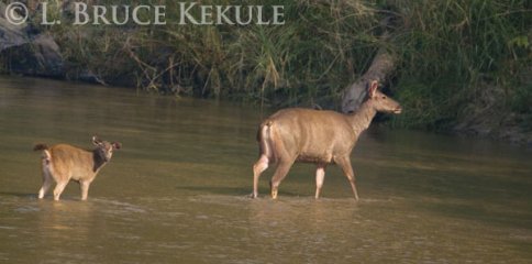 Sambar doe and fawn crossing Huai Kha Khaeng