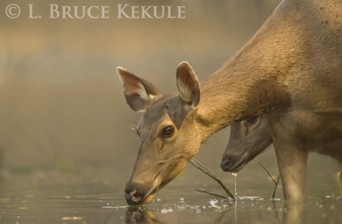 Sambar doe and yearling