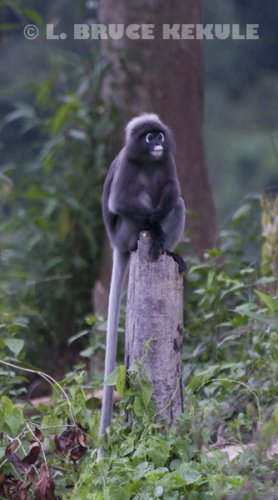 dusky-langur
