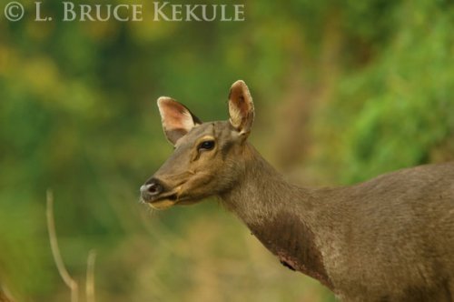 Sambar doe in Sai Yok