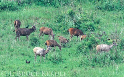 Sambar herd in Khao Yai