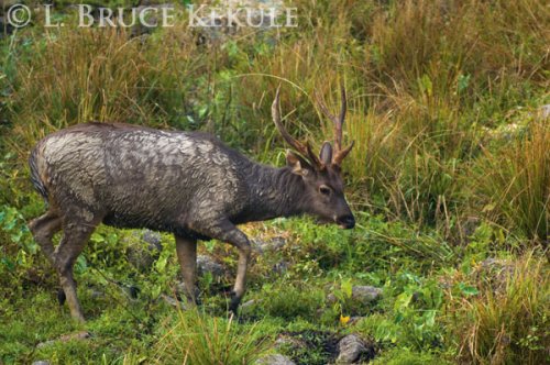 Sambar stag