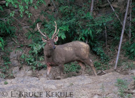 Sambar stag in Thung Yai