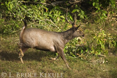 Sambar stag on the run in Huai Kha Khaeng