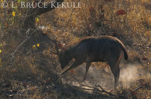 Sambar stag on the run in Huai Kha Khaeng