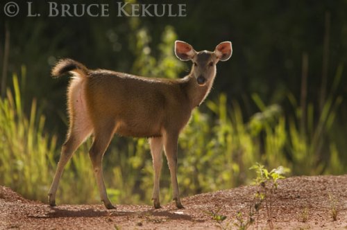Sambar yearling in Phu Khieo