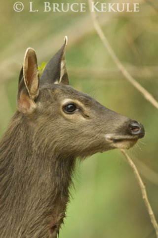 Sambar yearling