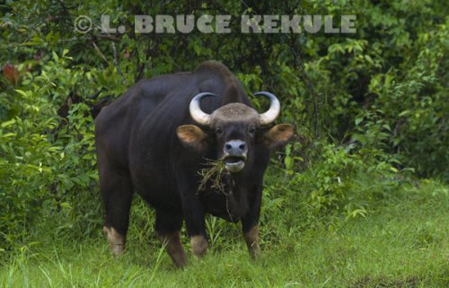 Gaur-feeding