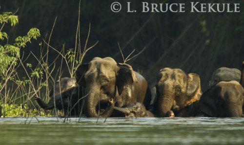 Wild elephant herd in Huai Kha Khaeng