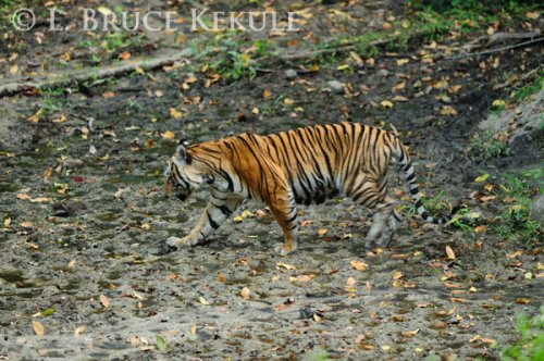 Indochinese tiger in Huai Kha Khaeng
