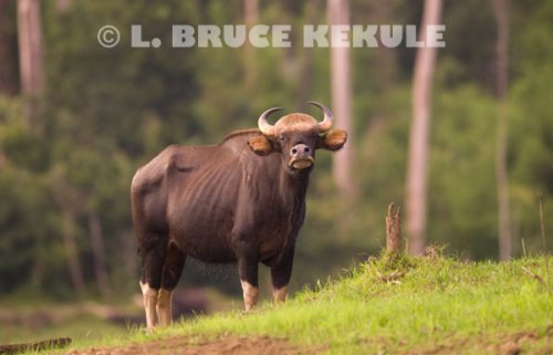 Gaur-cow